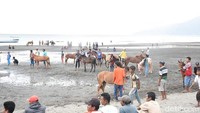 Kuda Sumbawa juga terkenal dengan kekuatannya dalam berlari. Tak heran jika di Kabupaten Dompu, setiap tahun digelar Lomba Pacuan Kuda. (Faruk Nickyrawi/detikTravel)