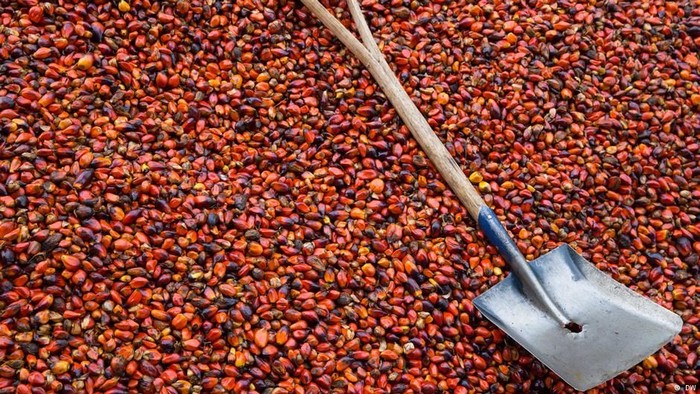 Larangan Sawit Uni Eropa Ancam Nasib Petani Kecil