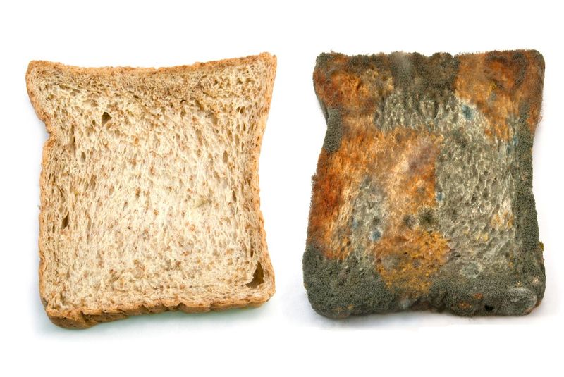146804764 Moldy loaf of bread, dirt, germs, mildew and mess