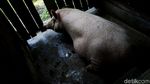 Di Jayapura, Beternak Babi Bisa Untung Rp 10 Juta/Bulan
