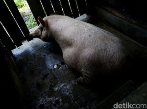 Produksi Daging Babi China Terganggu, Dampaknya ke Seluruh Dunia