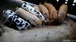 Di Jayapura, Beternak Babi Bisa Untung Rp 10 Juta/Bulan
