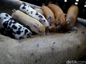 6.998 Ekor Babi di Pulau Timor NTT Mati Akibat Virus ASF