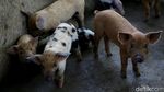 Di Jayapura, Beternak Babi Bisa Untung Rp 10 Juta/Bulan