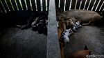Di Jayapura, Beternak Babi Bisa Untung Rp 10 Juta/Bulan
