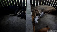 Begini penampakan salah satu kandang babi di peternakan milik Sofia Soneta Ananta di Jayapura, Papua.