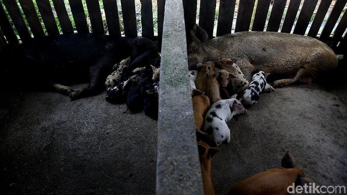 Potret Peternakan Babi di Jayapura