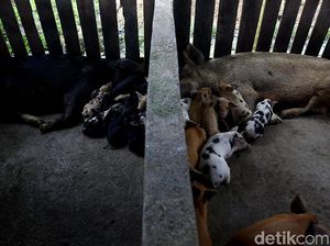 Di Jayapura, Beternak Babi Bisa Untung Rp 10 Juta/Bulan