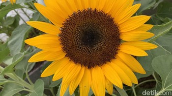 Foto: Adi Fida Rahman/detikINET