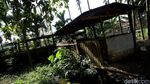 Di Jayapura, Beternak Babi Bisa Untung Rp 10 Juta/Bulan