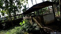 Kandangnya tepat berada di belakang dapur rumah.
