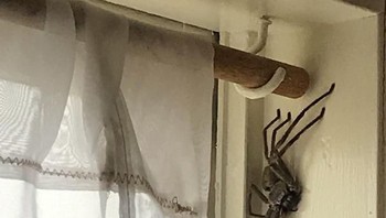 Mendadak ada laba-laba besar berkeliaran di rumah. Foto: boredpanda