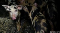 Dalam sebulan, dia mengaku bisa mengantongi pendapatan sebesar Rp 10 juta dari menjual anakan babi.