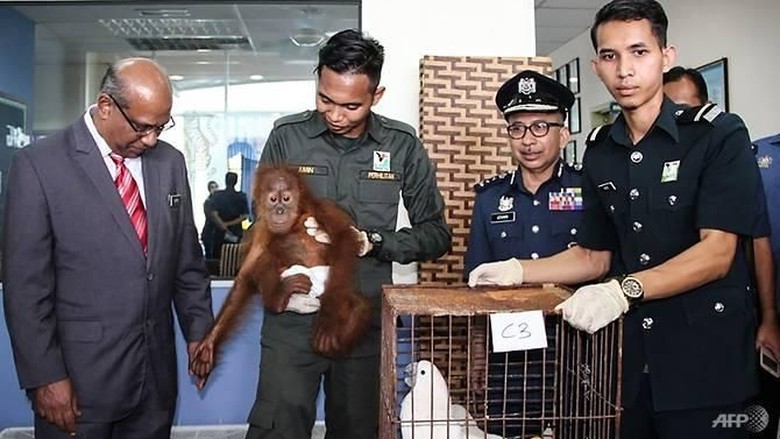 Malaysia Gagalkan Upaya Penyelundupan 400 Hewan, 3 WNI Ditangkap Malaysia Gagalkan Upaya Penyelundupan 400 Hewan, 3 WNI Ditangkap