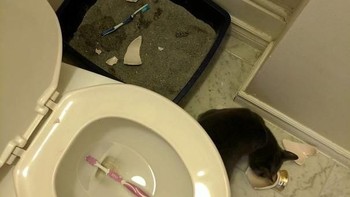 Kucing nakal menjatuhkan sikat gigi pemiliknya di toilet. Foto: boredpanda