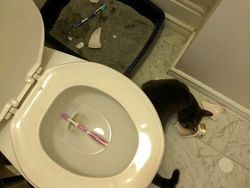 Potret Viral Kesialan Tak Terduga, Miris dan Kocak