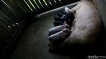 Di Jayapura, Beternak Babi Bisa Untung Rp 10 Juta/Bulan