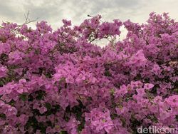 Hasil Jepretan Kamera iPhone XS Max