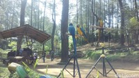 Inilah Terminal Wisata Grafika Cikole di Lembang, Kabupaten Bandung Barat. Ada wahana wisata baru yang diberi nama Grafika Bird Park (Rachmadi Rasyad/detikTravel)