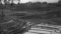 Hamparan sawah yang dikenal dengan sebagai sawas di daerah perbukitan Preanger di Jawa Barat. Keystone Features/Getty Images.