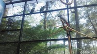 Saat ini, burung-burung yang ada 43 ekor, tapi ke depannya ada rencana untuk menambah hingga 2.500 ekor. Untuk membuat jinak burung paruh bengkok diperlukan waktu selama tiga bulan. (Rachmadi Rasyad/detikTravel)