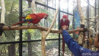 Burung ini berusia 6 bulan -1 tahun. Meski masih muda, burung yang berusia satu tahun terlihat besar. Burung paruh bengkok jenis Macaw ini diimpor dari Brasil (Rachmadi Rasyad/detikTravel)