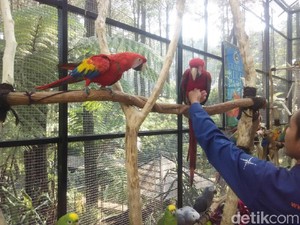 Ada Taman Burung dari Luar Negeri Lho di Lembang