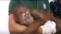 Otoritas Malaysia berhasil menggagalkan upaya penyelundupan ratusan hewan langka dari Indonesia. Beberapa diantaranya adalah orang utan yang akan diselundupkan menuju Thailand dengan menggunakan sebuah kapal. Media Prima Berhad/via Reuters.
