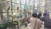 Pengunjung hanya perlu merogoh kocek Rp 20 ribu untuk menikmati wahana wisata tersebut. Biaya termasuk pakan berupa kwaci dan buah-buahan (Rachmadi Rasyad/detikTravel)