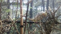 Burung Macaw biasanya diberi pakan bubur dua kali dalam sehari untuk yang berukuran muda. Sementara untuk camilannya diberi kwaci atau kacang almond (Rachmadi Rasyad/detikTravel)