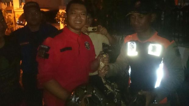 Ular Sanca yang Resahkan Warga Surabaya Akhirnya Tertangkap