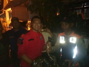 Ular Sanca yang Resahkan Warga Surabaya Sejak Juli Akhirnya Tertangkap