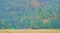 Kampung Ekowisata Kerujuk berada di Dusun Kerujuk, Desa Pemenang Barat, Kecamatan Pemenang, Kabupaten Lombok Utara, NTB. Luas Kampung Ekowisata Kerujuk yang dikelola oleh pengurus wisata di sini baru sekitar 3 hektar dengan total wilayahnya sekitar 90 hektar (John/Istimewa)
