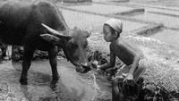 Seorang anak sedang memandikan kerbau di salah satu pedesaan di Bali. Three Lions/Getty Images.