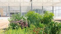 Berkebun di Gurun ala Yordania, Bagaimana Caranya? Berkebun di Gurun ala Yordania, Bagaimana Caranya?