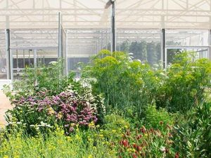 Berkebun di Gurun ala Yordania, Bagaimana Caranya?