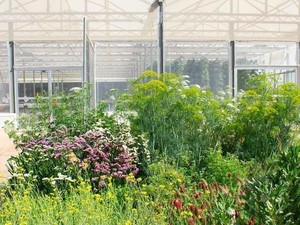 Berkebun di Gurun ala Yordania, Bagaimana Caranya?