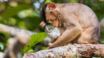 Not in My Forest oleh fotografer Calvin Ke. Memperlihatkan seekor monyet bermain dengan sampah plastik di habitatnya di Malaysia. Foto: Environmental Photographer Of The Year
