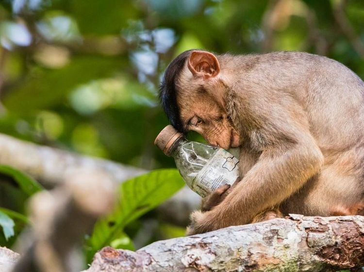 Deretan Jawara Foto Lingkungan Bikin Mengelus Dada