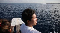 Sejauh mata memandang, banyak gerombolan lumba-lumba (Zaky Fauzi/detikTravel)