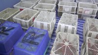 Pihak Malaysia diketahui melakukan operasi penggerebekan di dekat Pulau Langkawi pada Jumat (21/9/2018) lalu dan berhasil menyelamatkan ratusan hewan langka yang akan dijual sebagai hewan peliharaan di Thailand. Media Prima Berhad/via Reuters.