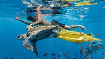 Save Turtle by Jing Li menampakkan seekor kura-kura coba dibebaskan dari sampah plastik. Foto: Environmental Photographer Of The Year