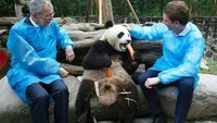 Berkunjung ke China, Kurz tak melewatkan momen seru ini. Ia menemani panda makan siang. Kurz juga berharap semoga pemerintah China memberikan panda untuk Austria. Gemas! Foto: instagram @sebastiankurz