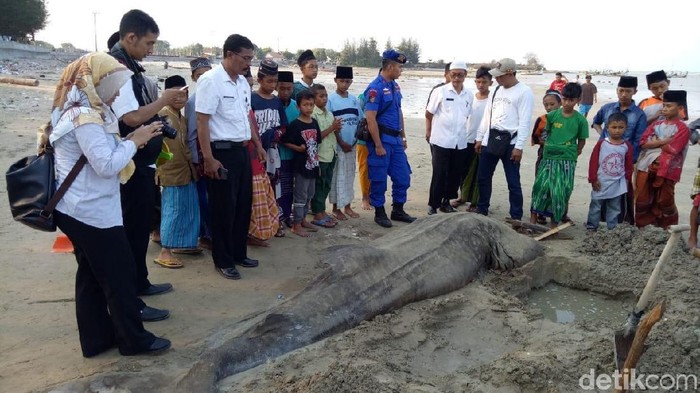 Ikan Hiu Tutul Ditemukan Mati Terdampar di Pantai Tuban