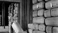 Potret gudang penyimpanan tanaman Kina yang akan dijual sebagai obat Malaria di daerah Jawa sekitar tahun 1955. Three Lions/Getty Images.  