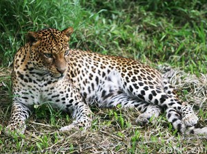 Waspada! Hutan Lindung Gunung Lawu Memang Habitat Macan Tutul