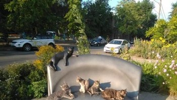 Di antara kucing ini ternyata ada yang palsu. Bisa tebak? (Foto: Brightside)
