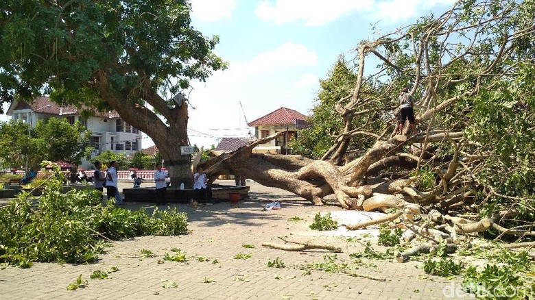 Pohon Gada Berusia 40 Tahun di iIstanai iGebangi iBlitari Roboh