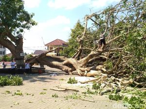 Pohon Gada Berusia 40 Tahun di Istana Gebang Blitar Roboh