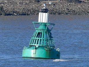 Paus Asal Arktik Muncul di Sungai Thames Dekat London